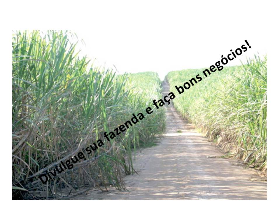 Venda - São Paulo Fazendas Catanduva - SP Venda - São Paulo Fazendas Catanduva - SP