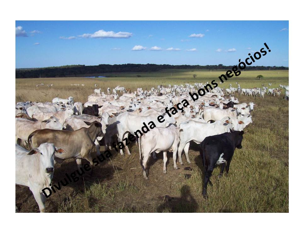Venda - São Paulo Fazendas Barretos - SP Venda - São Paulo Fazendas Barretos - SP