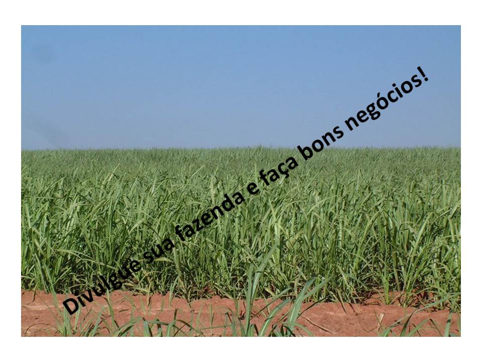Venda - São Paulo Fazendas São Carlos - SP Venda - São Paulo Fazendas São Carlos - SP