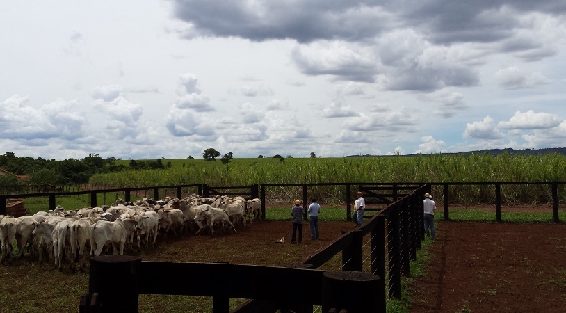  Venda - Goiás   Fazendas   Quirinópolis - GO