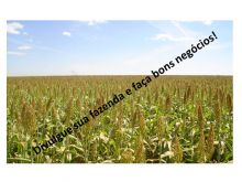  Venda - Goiás   Fazendas   Rio Verde - GO