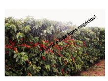  Venda - Minas Gerais   Fazendas     Ituiutaba - MG