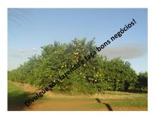  Venda - São Paulo   Fazendas Bebedouro - SP