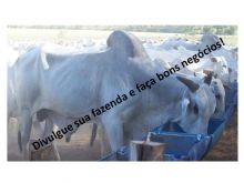  Venda - Mato Grosso   Fazendas  Cuiabá - MT