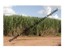  Venda - São Paulo   Fazendas Morro Agudo - SP