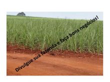  Venda - São Paulo   Fazendas Morro Agudo - SP