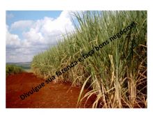  Venda - São Paulo   Fazendas Batatais - SP