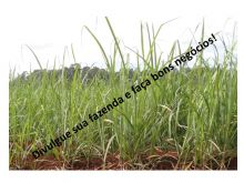  Venda - São Paulo   Fazendas Matão - SP