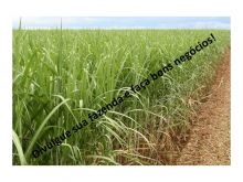  Venda - São Paulo   Fazendas Bauru - SP