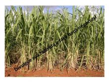  Venda - São Paulo   Fazendas Piracicaba - SP