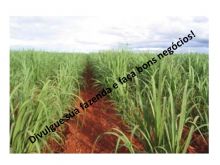  Venda - São Paulo   Fazendas São Joaquim da Barra - SP