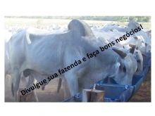  Venda - Mato Grosso Sul   Fazendas    Corumbá - MS