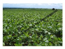  Venda - Mato Grosso Sul   Fazendas    Sidrolândia - MS
