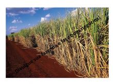  Venda - São Paulo   Fazendas Guariba - SP