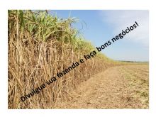  Venda - São Paulo   Fazendas Serrana - SP