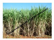  Venda - São Paulo   Fazendas Rincão - SP