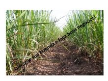  Venda - São Paulo   Fazendas Rincão - SP