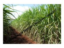  Venda - São Paulo   Fazendas São José do Rio Preto - SP