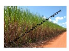  Venda - São Paulo   Fazendas Trabiju - SP