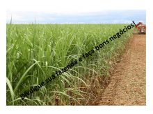  Venda - São Paulo   Fazendas Assis - SP