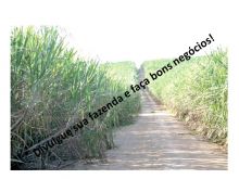  Venda - São Paulo   Fazendas Andradina - SP