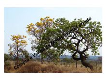  Venda - São Paulo  Áreas Reserva Legal     Diamantina - MG