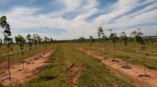  Venda - Mato Grosso Sul   Fazendas    Inocência - MS