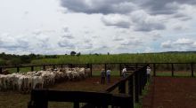  Venda - Goiás   Fazendas   Quirinópolis - GO