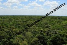  Venda - São Paulo  Áreas Reserva Legal Boa Esperança do Sul - SP