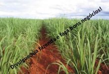  Venda - São Paulo   Fazendas Jaboticabal - SP