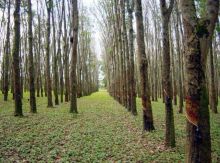  Venda - São Paulo   Fazendas São José do Rio Preto - SP